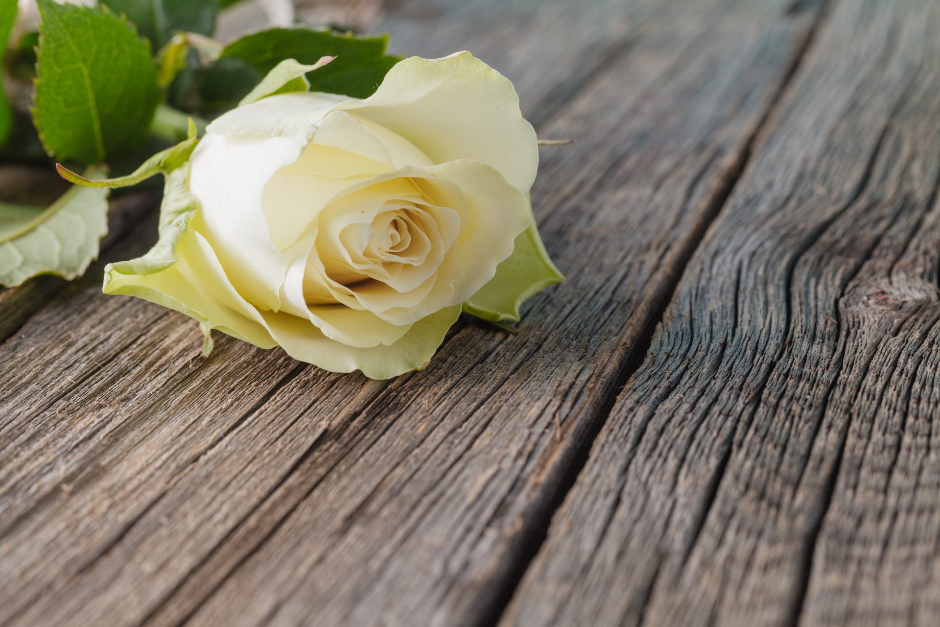 Розы на белом деревянном столе