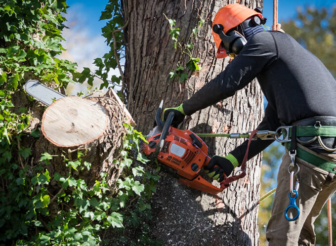 Tree removal NSW